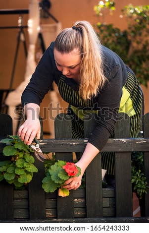 Home gardening concept. Woman cutting a carnation to transplant it elsewhere.