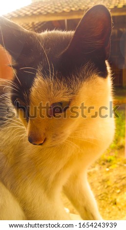 background pets cat in beautiul summer