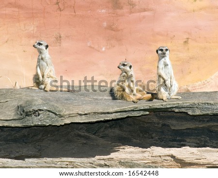 African meerkats