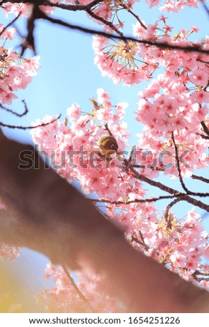cute Japanese white-eye and cherry blossom