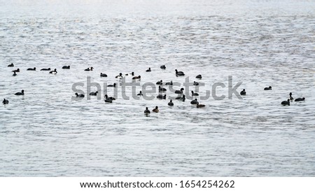 Greater scaup aythya marila in water