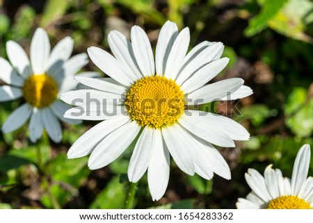 Leucanthemum x superbum 'Snowcap'  a white herbaceous summer autumn perennial flower plant commonly known as Shasta Daisy Royalty-Free Stock Photo #1654283362