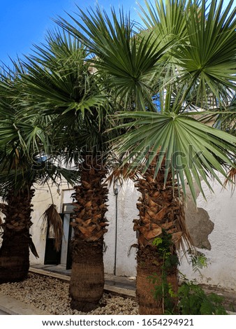 Beautiful photos of Cyprus. Two palm trees. Palm trees near the building.  Photo for tourists. Palm branches. Cyprus vegetation. Flora. City walks. Tropical urbanism.  