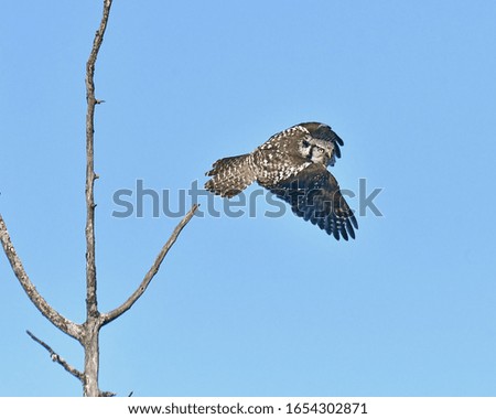 northern hawk owl ed mcaskill