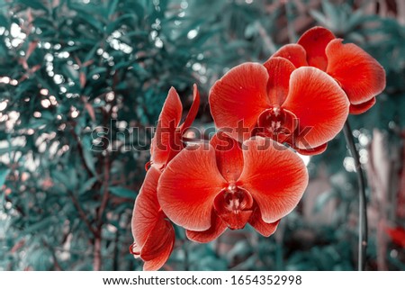 red velved dendrobium orchids, beautiful flower