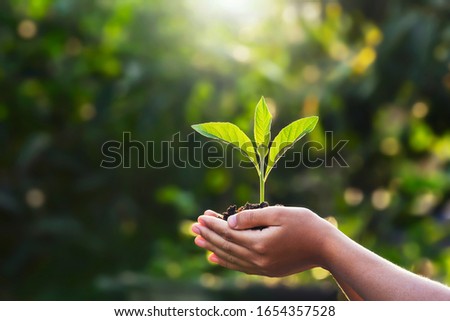 hand children holding young plant with sunlight on green nature background. concept eco earth day Royalty-Free Stock Photo #1654357528