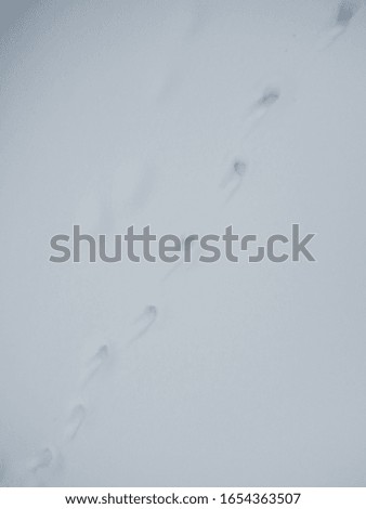 The texture of the snow with cat paw prints