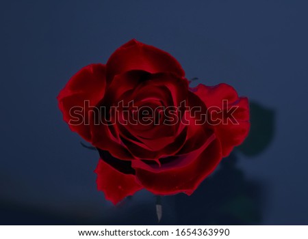 A deep red rose wallpaper or background design. 