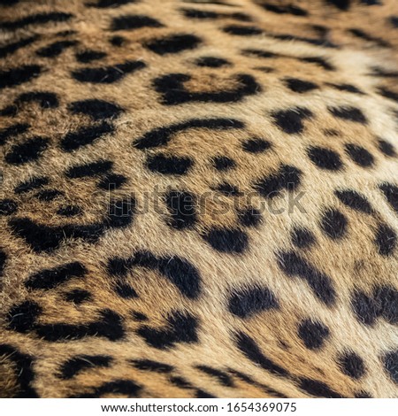 Jaguar, Panthera onca, panther, unique pattern on the skin
