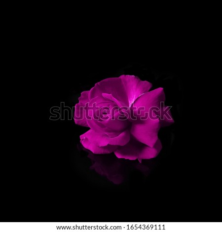 Pink rose flower petals blossom reflection HD.