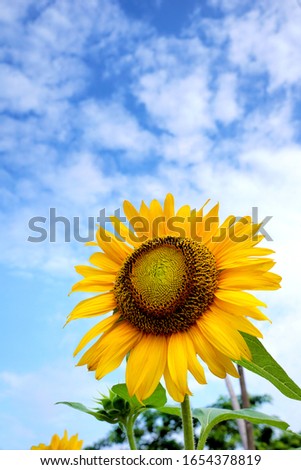 yellow sunflower with blue sky background                         