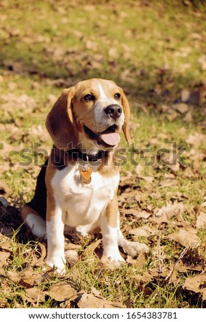 Adorable Beagle Puppy in the park 