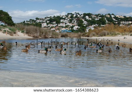 Photograph of a pond with ducks on a beautiful Menorca beach with a village in the background.