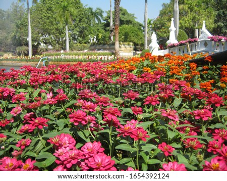 Bright pink zinnia flowers in the ornamental flower garden . At Chiang Mai flowers festival, Suan Buak Haad park. Chiang Mai Thailand.