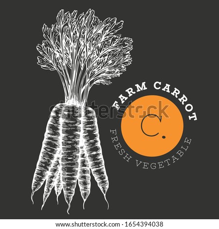 Hand drawn sketch style carrot. Organic fresh food vector illustration isolated on chalk board. Retro vegetable root illustration. Engraved style botanical picture.