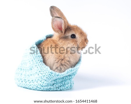 Lovely brown baby rabbit in blue knitting hat isolated on white background.