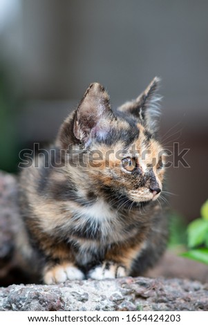 Portrait of the black and orange kitten at the garden, close up Thai cat, cute kitty with big eyes