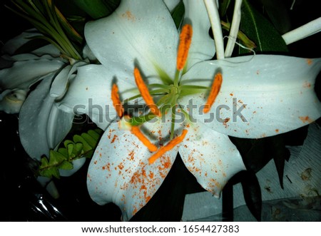 very pretty white lily flowers