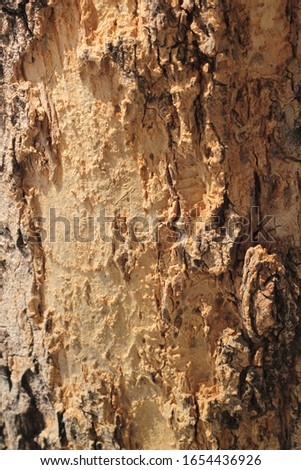 The skin of the bark of the tree trunk.