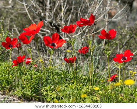 Red anemones in the forest