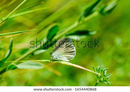 Beautiful butterfly resting on a blade of grass. Close-up