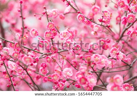 Red plum blossom in spring. Plum blossom is the top ten famous flowers in China. Royalty-Free Stock Photo #1654447705