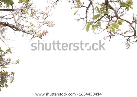 Natural leaf picture white background