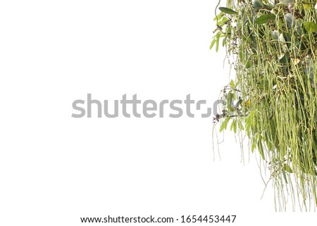 Natural leaf picture white background