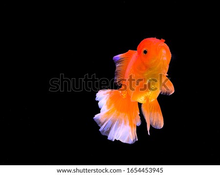 Picture of an isolate of an orange goldfish with a white tail  On a black background