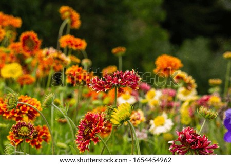 
Beautiful colored spring flowers blurred background