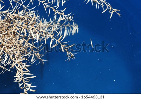 White leaves are in natural blue water