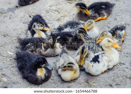 Ducklings are resting in the yard on the farm