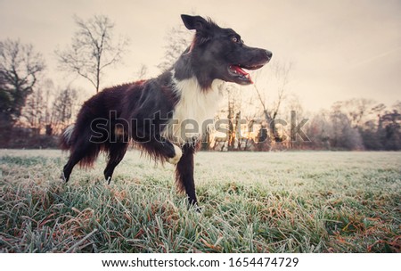 Full length profile portrait curious border collie dog looking focused ahead. Winter morning outdoors background, frosted nature and adorable purebred puppy enjoying and playing games with his master.
