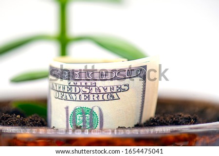 American 100 dollars currency growing from the ground, concept business picture