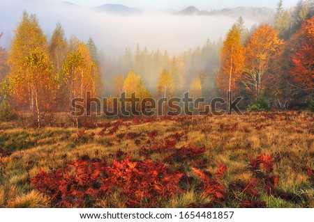 autumn forest. fog in a fairy forest