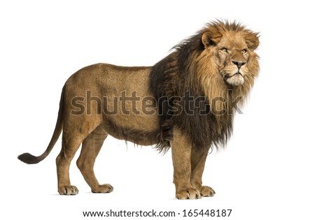 Side view of a Lion standing, Panthera Leo, 10 years old, isolated on white Royalty-Free Stock Photo #165448187