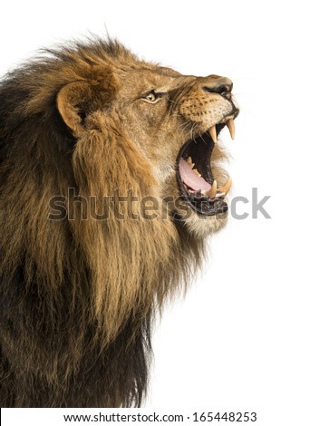Close-up of a Lion roaring, isolated on white Royalty-Free Stock Photo #165448253