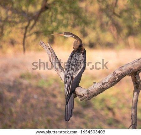 Darter Snake Birds,Location of Picture is Keoladev National Bird Sectuary