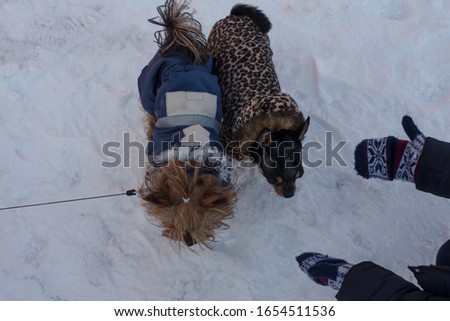 Puppies of Yorkshire Terrier and Chihuahua. Chihuahua and Yorkshire Terrier in the snow. Two dogs in winter clothes. Chihuahua and York walk on the street. Winter. Snow. Cold, Dogs