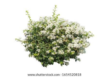 flower plant bush tree isolated include clipping path on white background