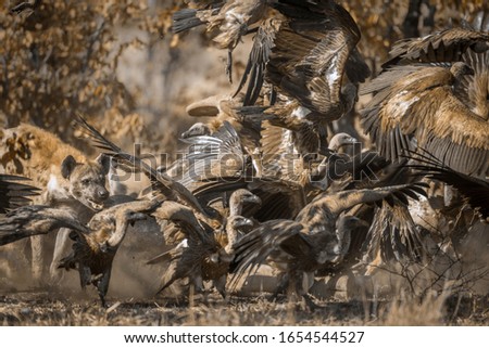 Spotted hyaena and White backed Vultures in Kruger National park, South Africa