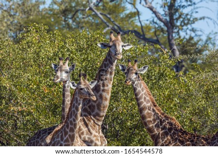 Four Giraffes portrait in Kruger National park, South Africa ; Specie Giraffa camelopardalis family of Giraffidae