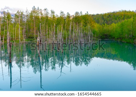 Blue pond ( Aoiike ) with reflection of tree in clear blue sky sunny day, a very beauty and popular sightseeing spot located near Shirogane Onsen in Biei Town, Hokkaido, Japan