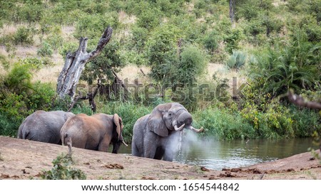 African bush elephant blowing water in Kruger National park, South Africa ; Specie Loxodonta africana family of Elephantidae