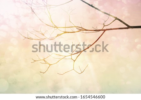 Winter background with tree branches abstract glitter-gold, pink lights background, free space for your design