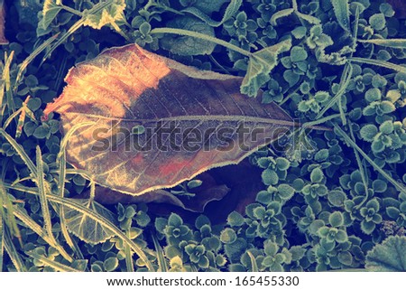Vintage photo of forest leaf in grass