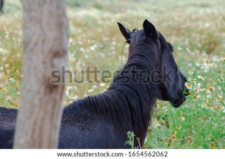 Photograph of a portrait of a horse in the countryside of Menorca