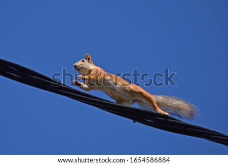 Squirrel runs by wire on blue sky background.