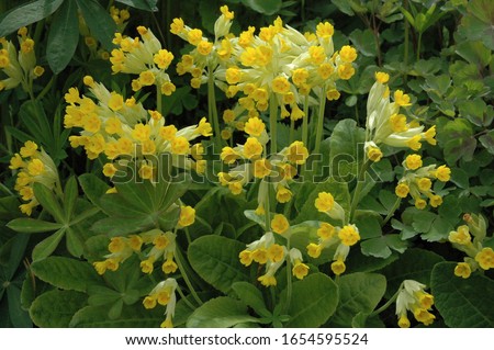 Primula veris (cowslip, common cowslip, cowslip primrose; syn. Primula officinalis Hill) is a herbaceous perennial flowering plant in the primrose family Primulaceae. Royalty-Free Stock Photo #1654595524