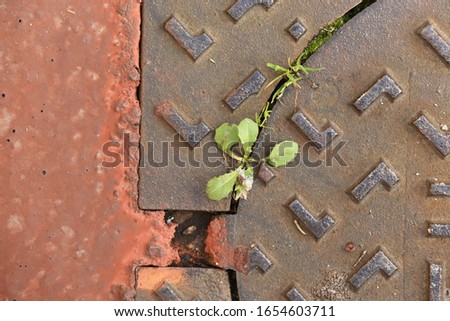Close up outdoor view from above of a small green wild plant growing on the sidewalk near a metallic manhole. Abstract picture of grass in  the urban context. Detail of a pathway in an french city. 